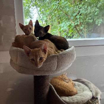 Cleopatra en kittens