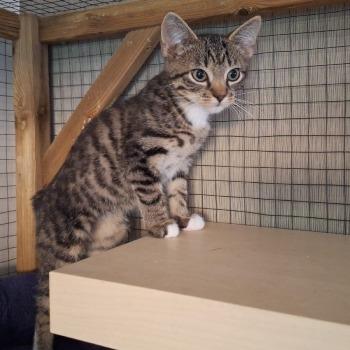Kittens Athena, Hermes en Calypso