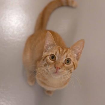 Cheeto (geboren februari 26)