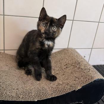 Kitten-3785