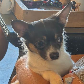 Boy