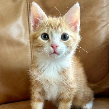 Kitten-3863