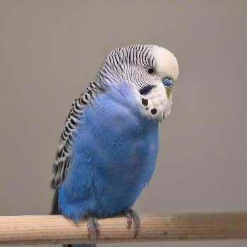 Starly