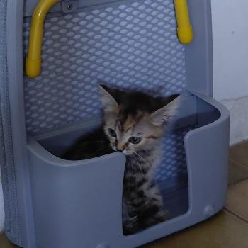 Kitten Fientje