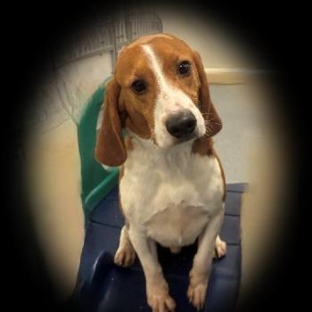 Ollie (Sh7262)