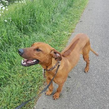 Brutus
