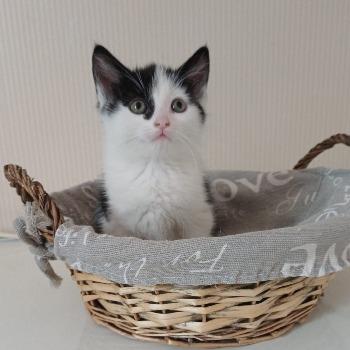 Peanut