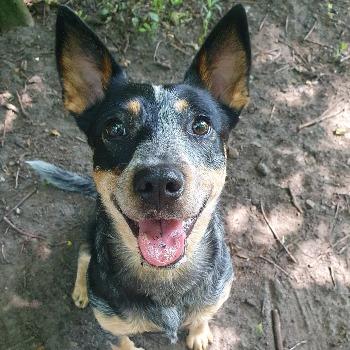 Vito