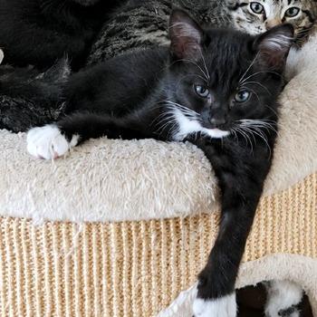meneer Socks en mevrouw Zwart
