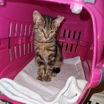 Kitten Cinnamon