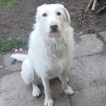Albus