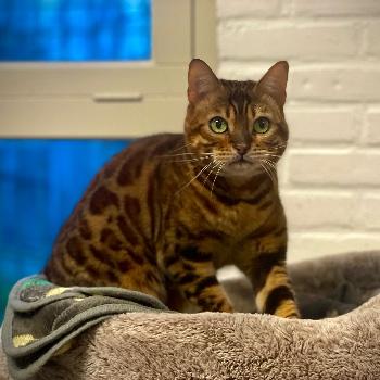 Nala