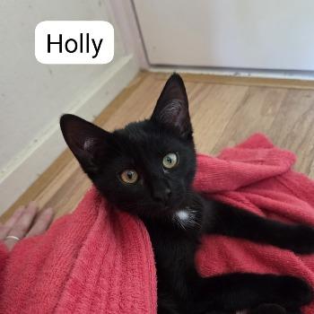 Nox en Holly