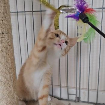 Sociale kittens
