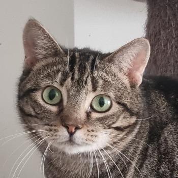 Zinzi