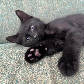 Kitten inkie