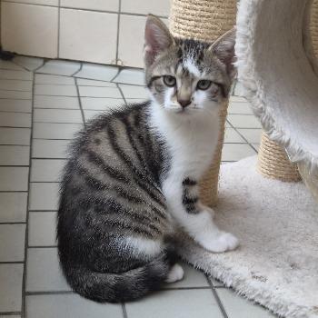 Kitten-3835