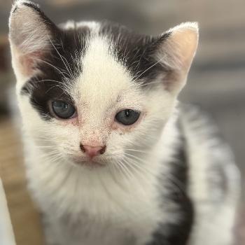 Oreo