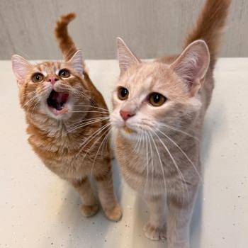 Timon & Zazu 202623339 / 202623338