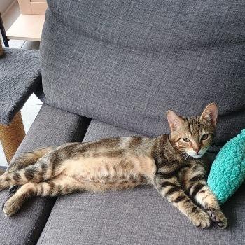 Kittens Woezel en/of Pip