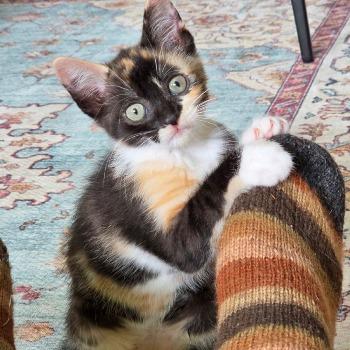 Kittens Sienna, Sokka, Sammie, Stevie (geboren eind juni 26)