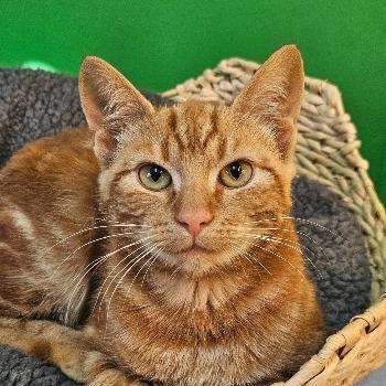 Ramses