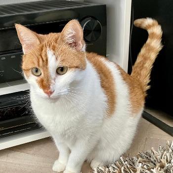 Franklin (met Tipi)