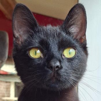Polly