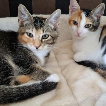 Twinkle en Pixie 