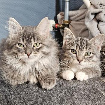 Giovanni en Isabella