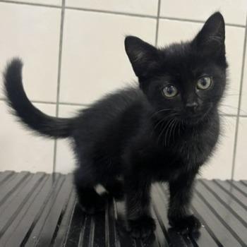Kitten-3820
