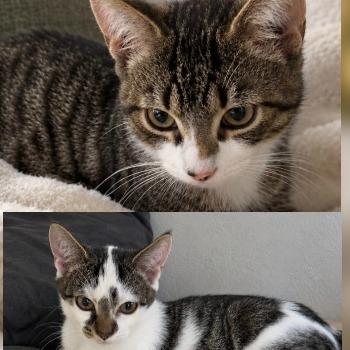St. Kittenopvang De Hazendonk