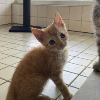 Kitten-3798