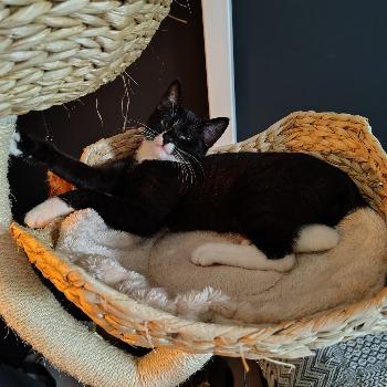 Kitten Figaro