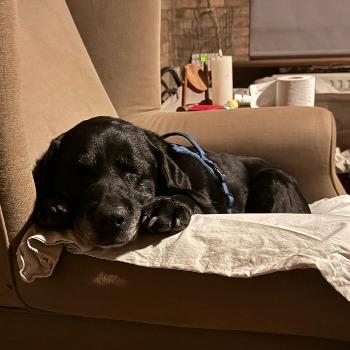 Roxy