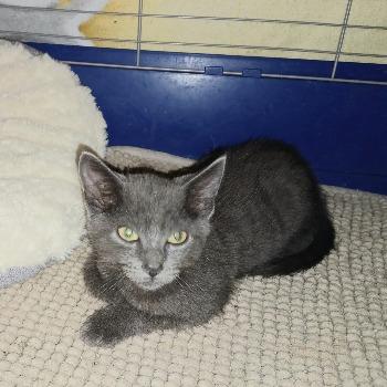 Kitten Ragnar