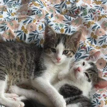 Niko & Nelson