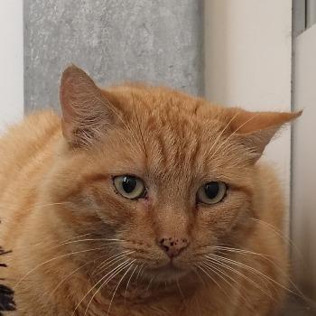 Garfield