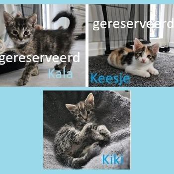 Kala, Keesje en Kiki