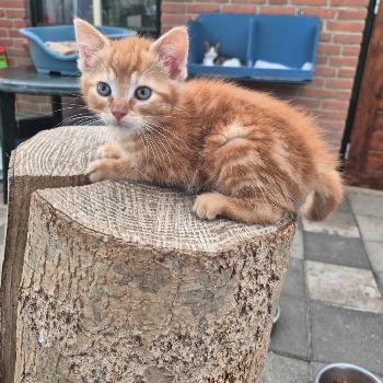 Kittens