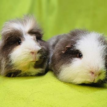 Bowie & Blaze