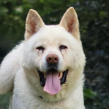Hachi