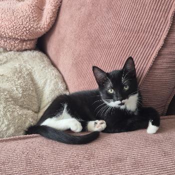 Two Socks 