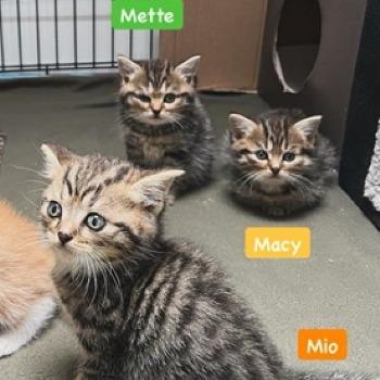 Mio, Macy en Mette
