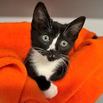 Kittens in ons asiel