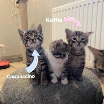 Koffie & Cappuccino