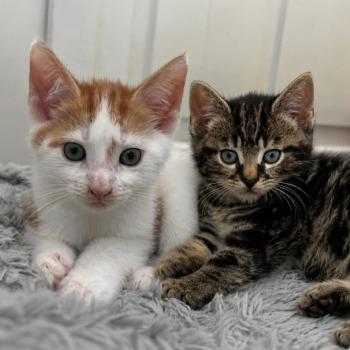 George en Gemma