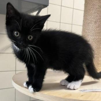 Kitten-3819