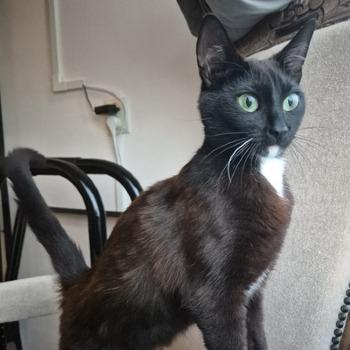 Nova