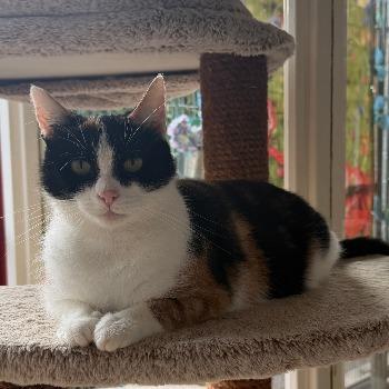 Katy
